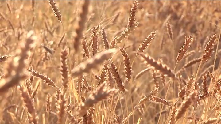 White Sonora Wheat Harvest