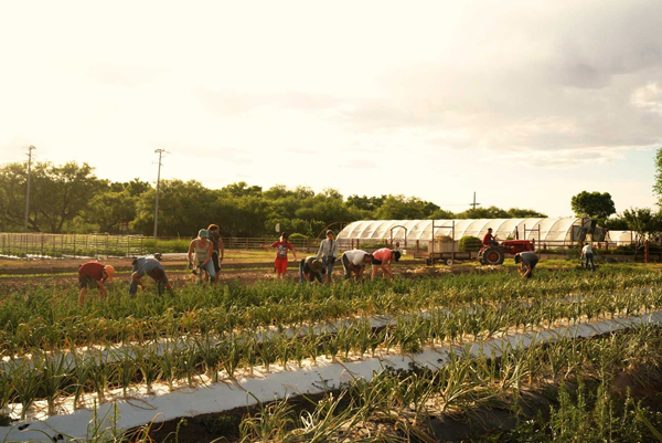 Harvesting onions at a hands-in-the-soil garden work party. A wonderful time for all ages to get in touch with the Universe Mother Spirit. Photo by Global Change Media