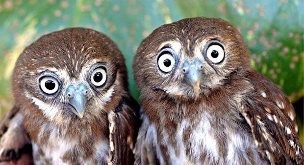 cactus ferruginous pygmy owl