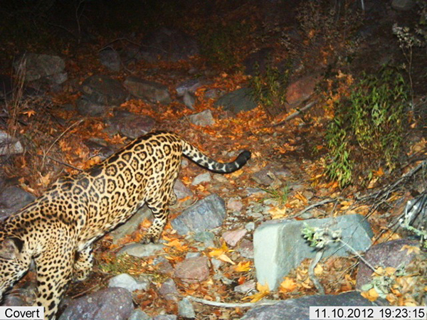 Male jaguar photographed by automatic wildlife cameras in the Santa Rita Mountains on December 31, 2012, as part of a U.S. Fish and Wildlife Service-funded jaguar survey conducted by University of Arizona.