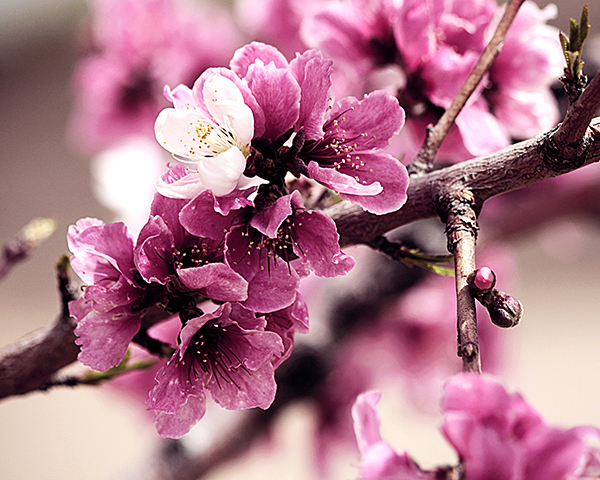 Apple Blossoms by 15-year-old award-winning photographer Ellanora DesManae Dell Erba. Prints available. Call Global Change Media (520) 398-2542.