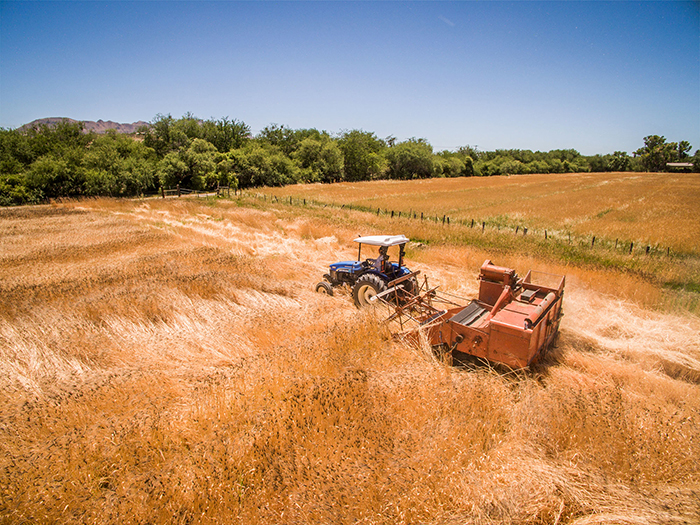 The Avalon Organic Gardens & EcoVillage agricultural department is active in the resurrection of Sonoran White Winter Wheat.