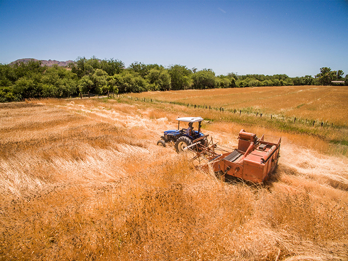 The Avalon Gardens & EcoVillage agricultural department is active in the resurrection of Sonoran White Winter Wheat.